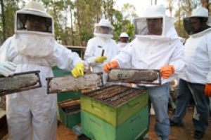 Produção e obtenção da própolis Produção e obtenção da própolis